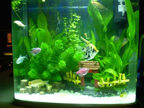 除藻灯_老渔匠鱼缸菌灯uv灯灭菌灯紫外线除藻水族定时净水老鱼匠