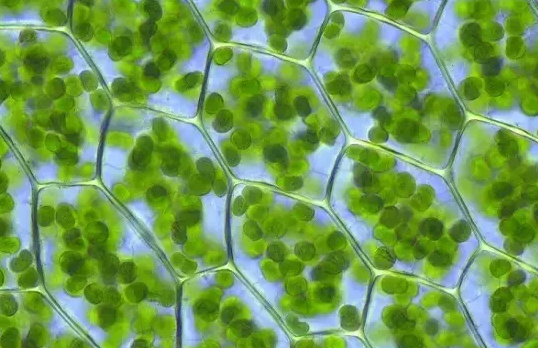 传动带_烘箱网格机苏州固化网带UV铁氟龙高温特氟龙供应布带耐高温输送带