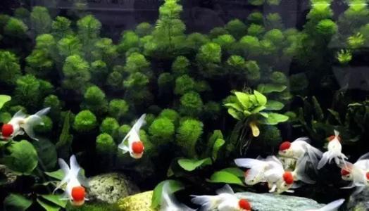 除藻灯_老渔匠鱼缸菌灯uv灯灭菌灯紫外线除藻水族定时净水老鱼匠