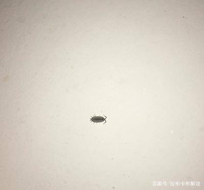 木材微波杀虫卵隧道炉厂家杀虫效果好