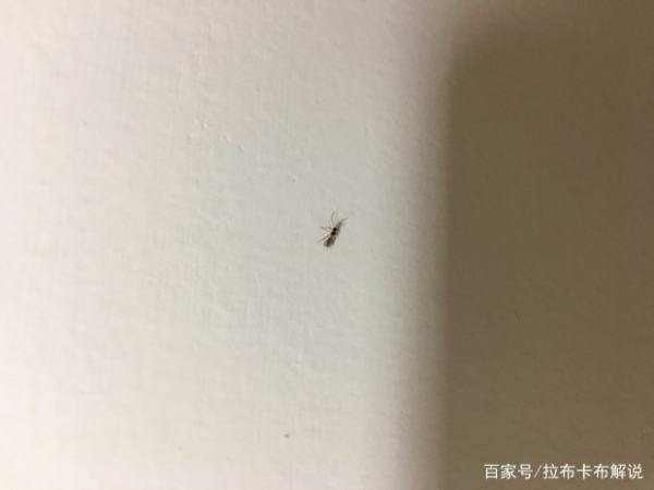 木材微波杀虫卵隧道炉厂家杀虫效果好