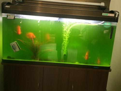 除藻灯_老渔匠鱼缸菌灯uv灯灭菌灯紫外线除藻水族定时净水老鱼匠